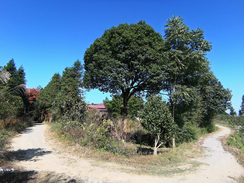 米徑30公分香樟樹